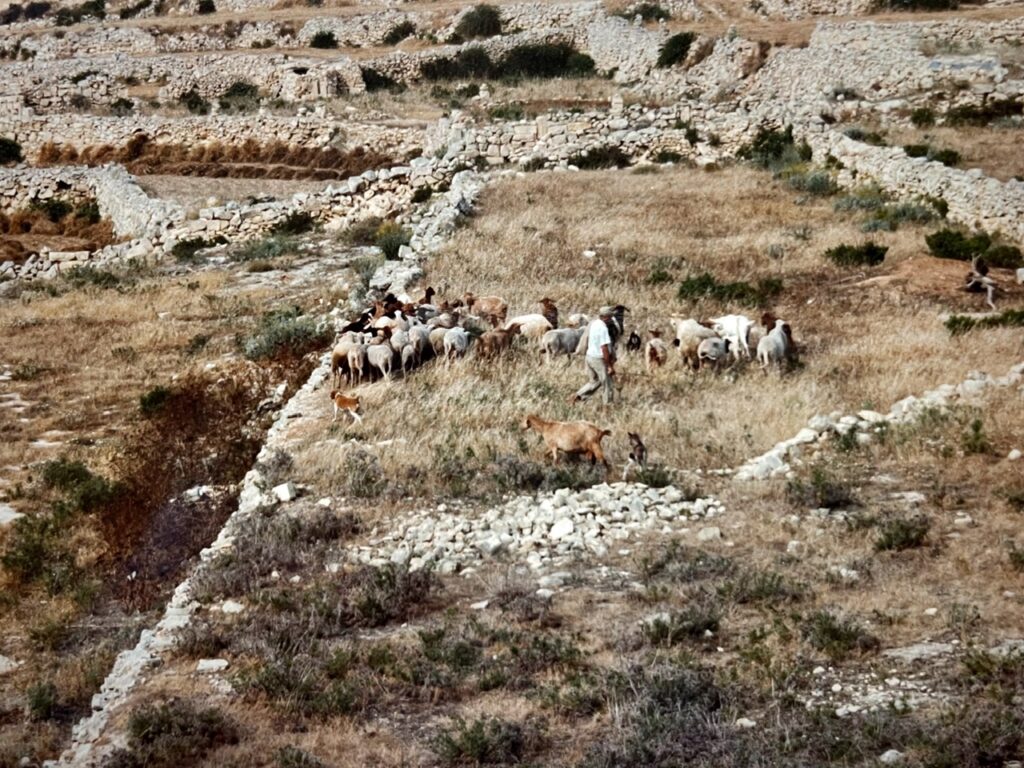 Eine Ziegenherde mit Hirte auf einem kargen Feld mit zahlreichen niedrigen Steinmauern.