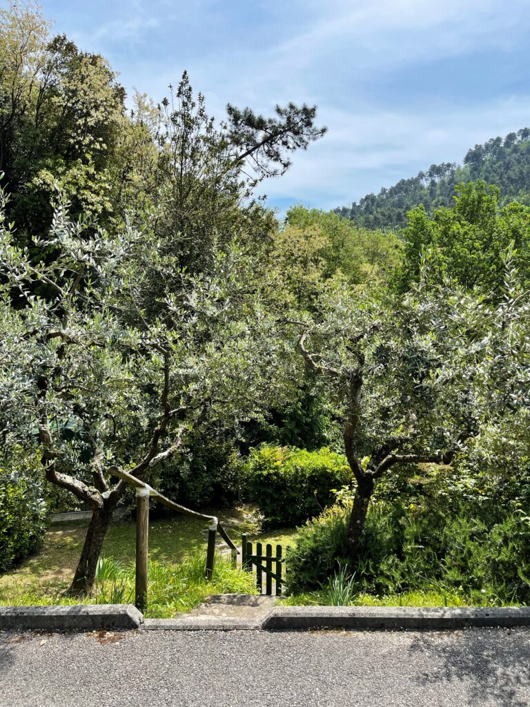Blick auf eine kleine Treppe die zwischen Olivenbäumen abwärts in einen Garten führt. Man sieht nur Grün und Natur.