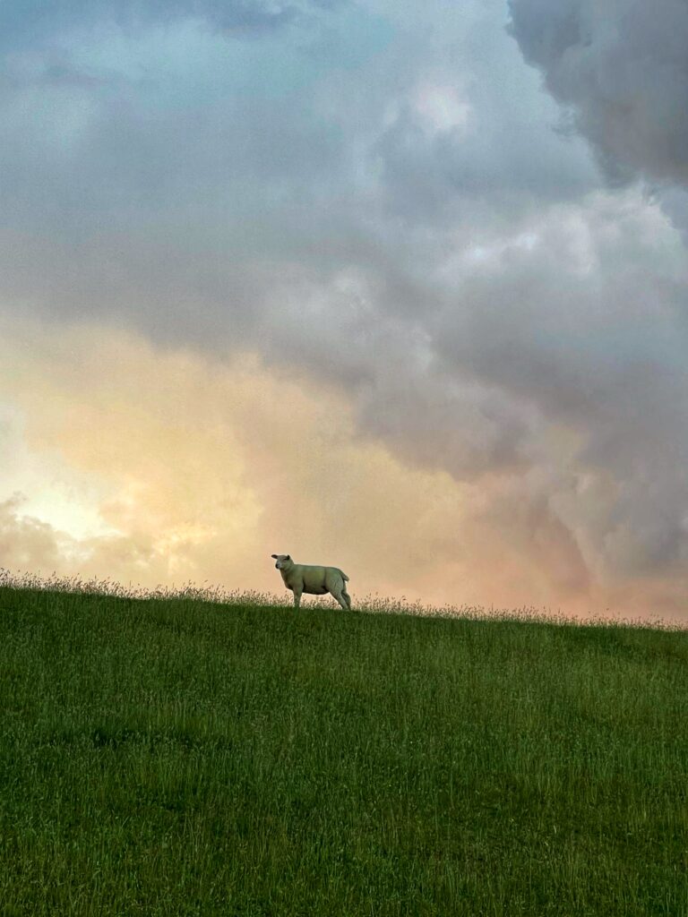 Man sieht ein einzelnes Schaf auf der Kuppe des Deichs vor einem dramatischen Abend-Wolkenhimmel.