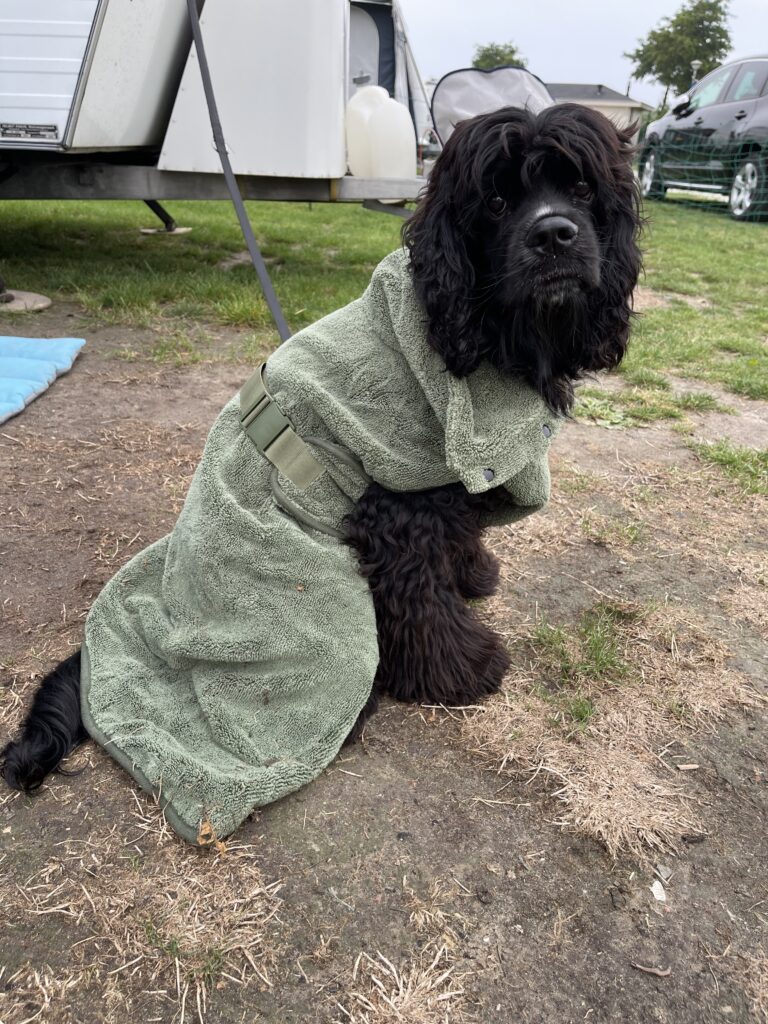 Der schwarze Cockerspaniel Fritte in einem khakigrünen Hunde-Bademantel vor dem Wohnwagen.