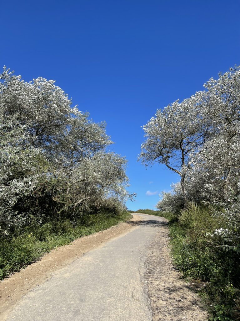 Ein Weg über die Düne rauf zum Strand. Knallblauer Himmel, rechts und links Gebüsch und silbrige Bäume.