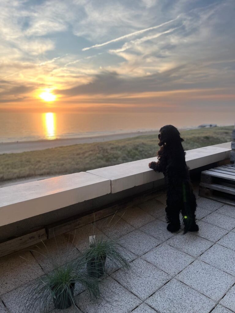 Ein schwarzer Cocker Spaniel an einer Balkonbrüstung mit Blick auf Strand, Meer und Sonnenuntergang.