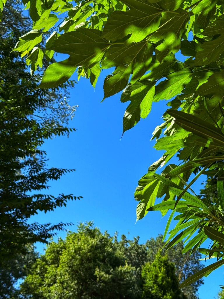 Ein Stück knallblauer provenzalischer Himmel, umrahmt von Blättern.