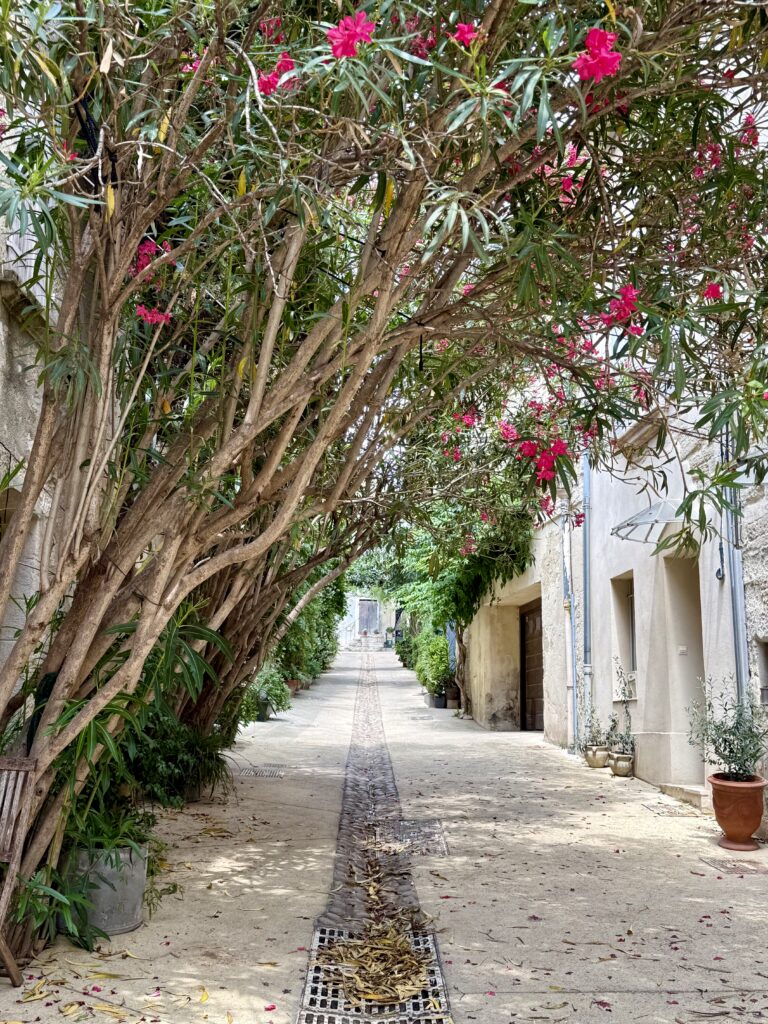Foto einer Seitenstraße in Villeneuve-les-Avignon. Helle Häuser, dicht bewachsen mit blühendem Oleander und Grün.